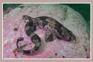 Rekin red-spotty cat Rekin red-spotty cat